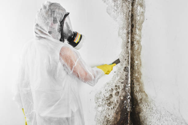 Best Mold Testing and Inspection Services in Miles, TX