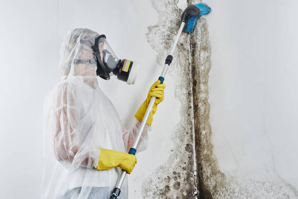 Best Black Mold Remediation in Miles, TX