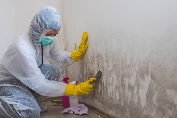 Trusted Miles, TX Mold Remediation Experts