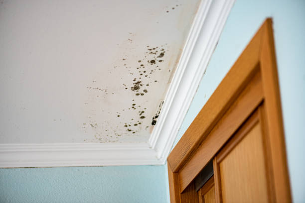 Best Mold Testing and Inspection Services in Miles, TX