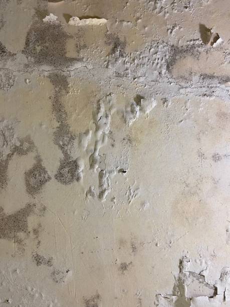 Best Basement Mold Remediation in Miles, TX