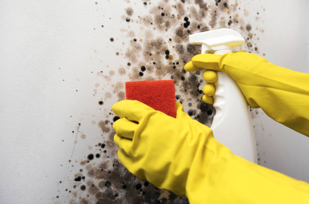 Best Residential Mold Remediation in Miles, TX