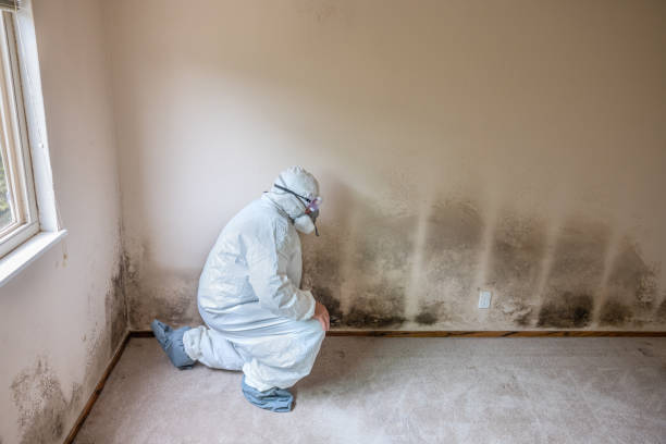 Best Localized Mold Remediation (e.g., coastal areas, humid climates) in Miles, TX