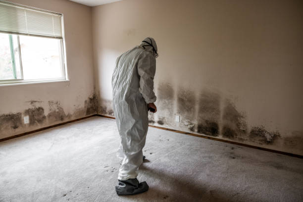 Best Emergency Mold Remediation in Miles, TX