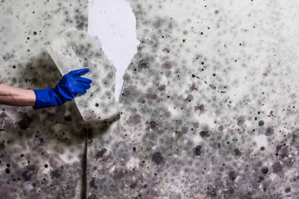 Best Attic Mold Remediation in Miles, TX
